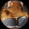 shannon_weberg